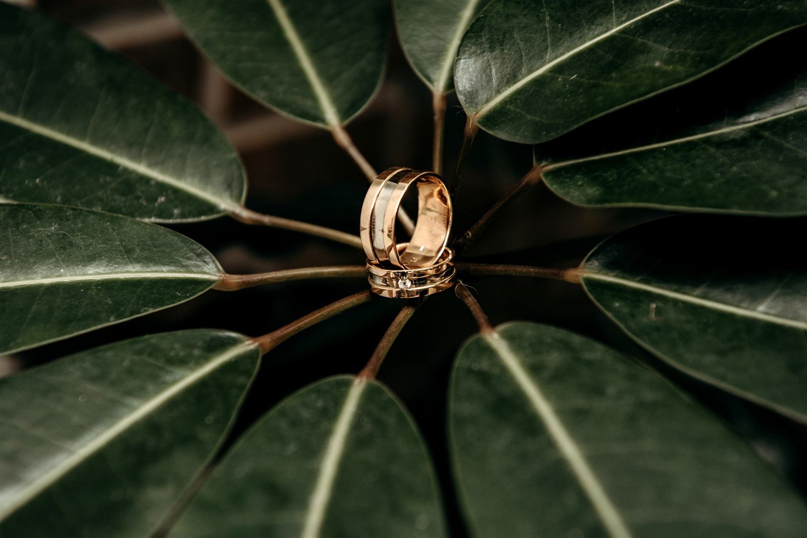 Anillos de boda
